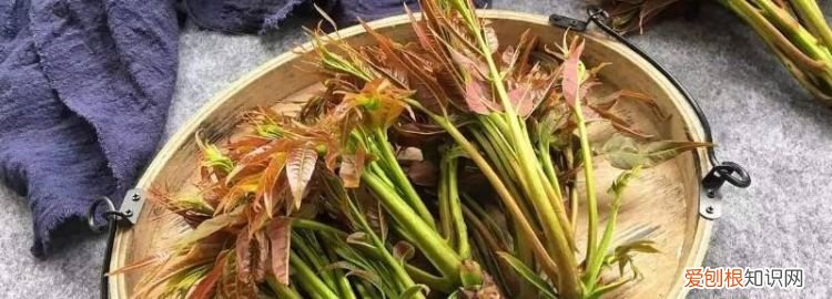 香椿冻了半年能吃吗,香椿放冰箱冷冻一年了还能吃