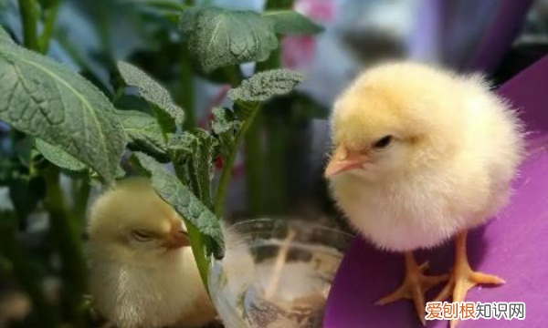 小鸡吃什么好，家养小鸡吃什么食物