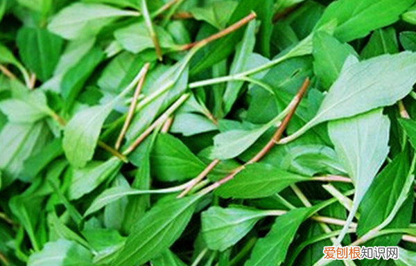 马兰头是什么菜，马兰头和马齿苋的区别