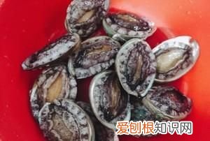 可以凉水煮鲍鱼吗,水煮鲍鱼的做法步骤图水煮鲍鱼怎么做好吃