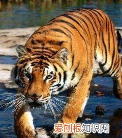 成年老虎体重多少斤，成年老虎的身长和体重是什么意思