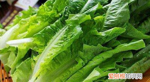 油麦菜和莴笋的区别，油麦菜和莴笋的区别是什么