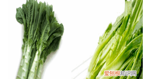 油麦菜和莴笋的区别，油麦菜和莴笋的区别是什么