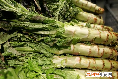 油麦菜和莴笋的区别，油麦菜和莴笋的区别是什么