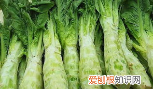 油麦菜和莴笋的区别，油麦菜和莴笋的区别是什么