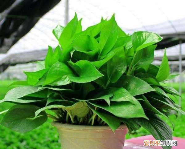 房间装修味道大 如何除味