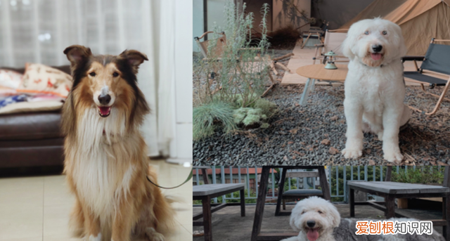 日常给狗狗梳理毛发的方法 狗狗的毛发类型及梳理方法图片