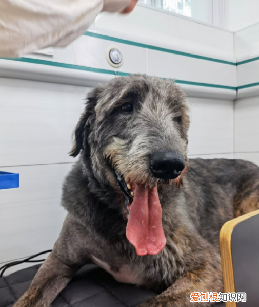 日常给狗狗梳理毛发的方法 狗狗的毛发类型及梳理方法图片