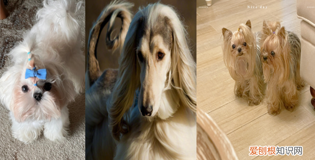 日常给狗狗梳理毛发的方法 狗狗的毛发类型及梳理方法图片