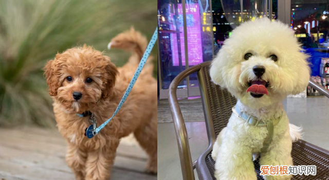 日常给狗狗梳理毛发的方法 狗狗的毛发类型及梳理方法图片