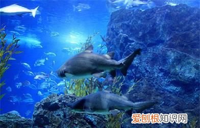 暹罗泰国一个多面的国家,你了解吗英文