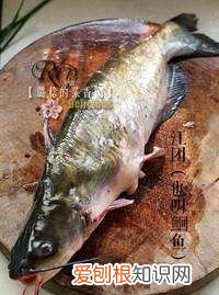 江团鱼的做法,江团鱼怎么做好吃 家常做法