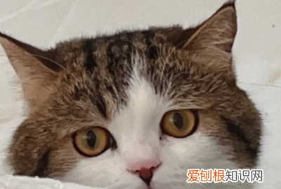 臭宝是什么意思什么梗,臭宝是什么意思网络用语