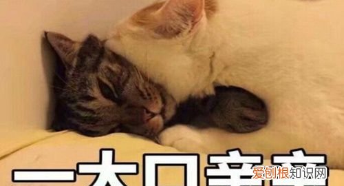 臭宝是什么意思什么梗,臭宝是什么意思网络用语