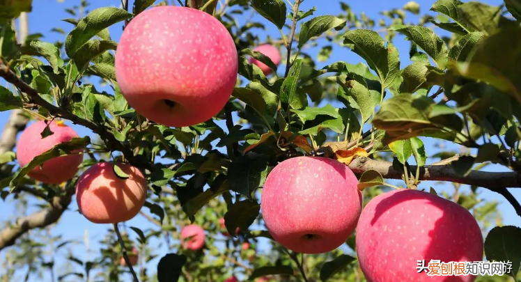 山西土特产排行榜前十名