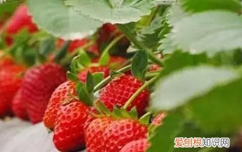 我的草莓不甜,有好办法吗英语,刚采的草莓不甜