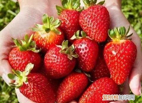 我的草莓不甜,有好办法吗英语,刚采的草莓不甜