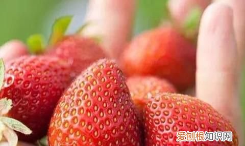 我的草莓不甜,有好办法吗英语,刚采的草莓不甜