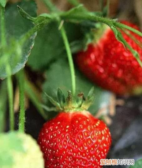 我的草莓不甜,有好办法吗英语,刚采的草莓不甜