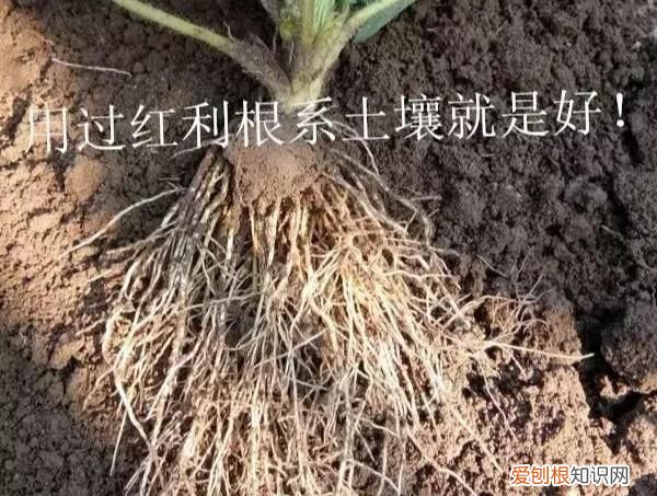 我的草莓不甜,有好办法吗英语,刚采的草莓不甜