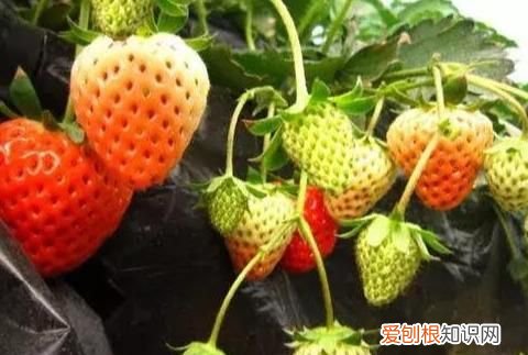 我的草莓不甜,有好办法吗英语,刚采的草莓不甜