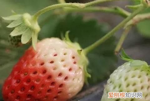 我的草莓不甜,有好办法吗英语,刚采的草莓不甜