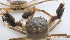 小大闸蟹怎么养，养大闸蟹要用什么水