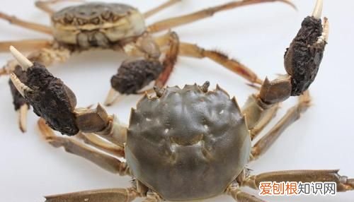 小大闸蟹怎么养，养大闸蟹要用什么水