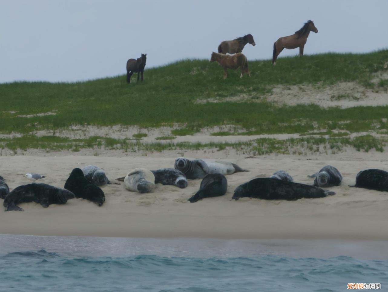 黑貂之裘弊黄金百斤尽资用乏绝去秦而归的翻译