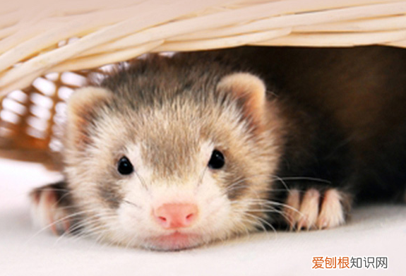 安德鲁貂多少钱一只