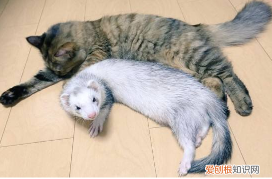 安德鲁貂多少钱一只