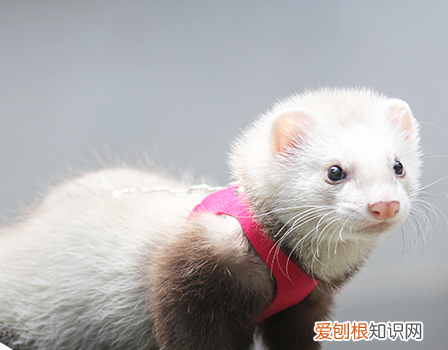 安德鲁貂多少钱一只