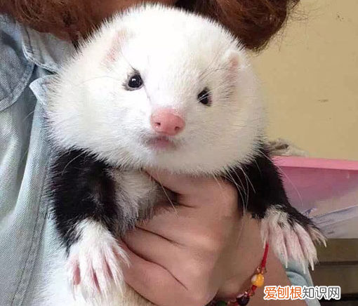 安德鲁貂多少钱一只