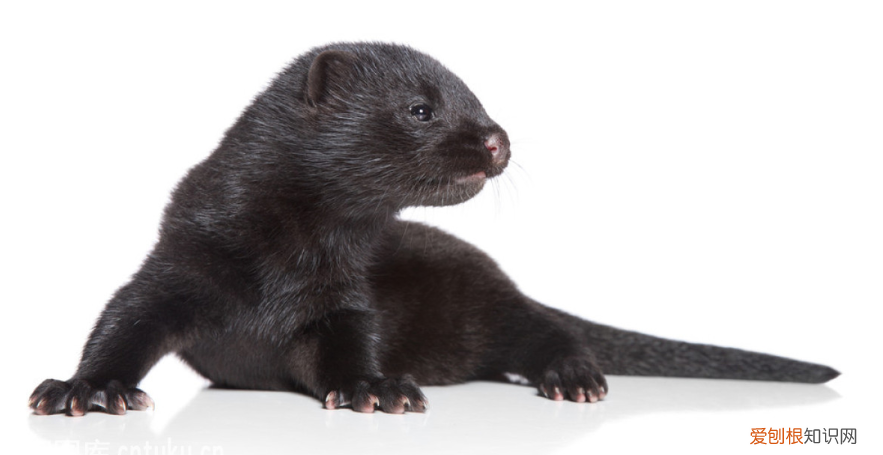 安德鲁貂多少钱一只