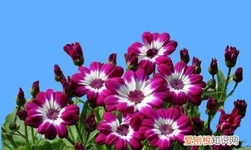 瓜叶菊有毒吗,瓜叶菊适合在室内养