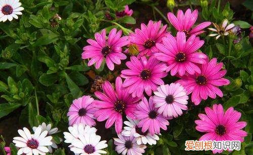 瓜叶菊有毒吗,瓜叶菊适合在室内养