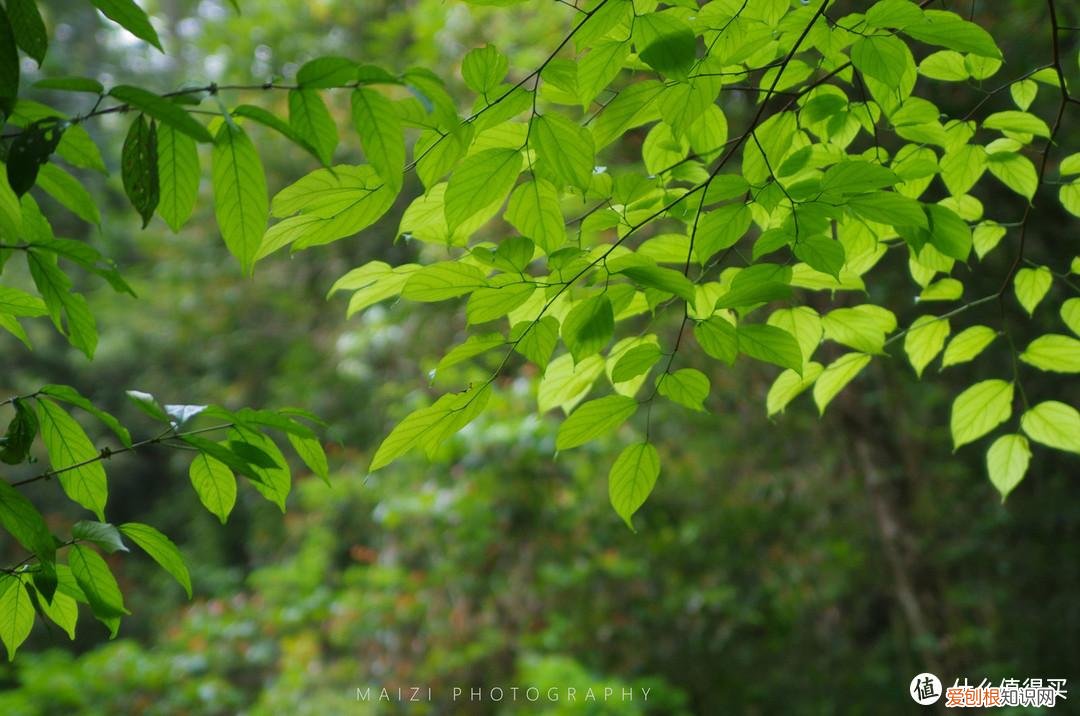 宾得k30和k50哪个好
