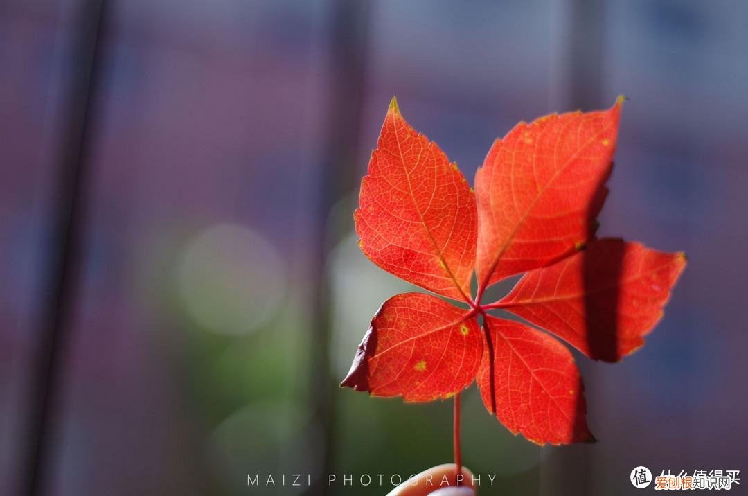 宾得k30和k50哪个好