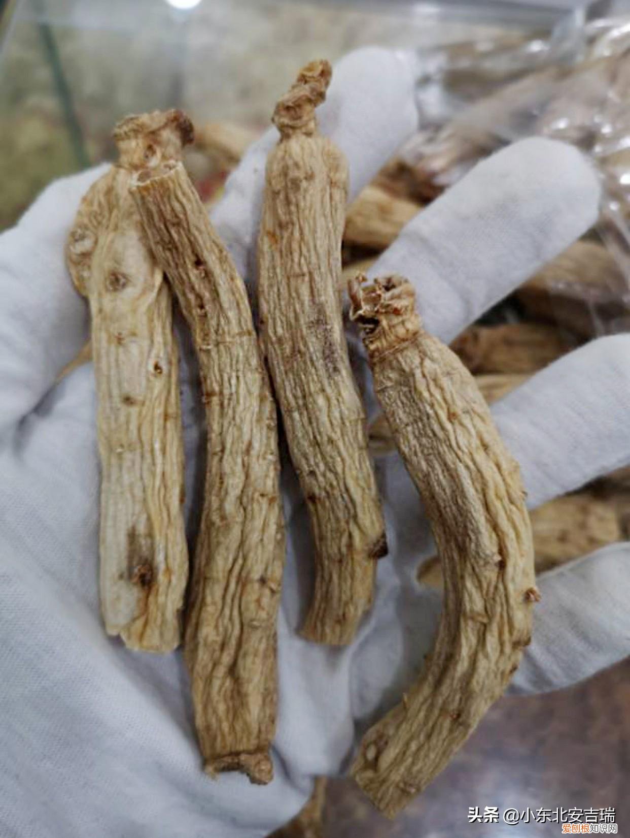 太极参的功效与作用