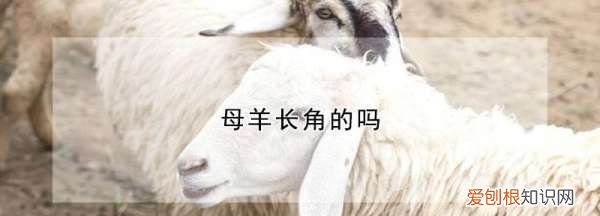 母羊有羊角,公羊角大还是母羊角大呢