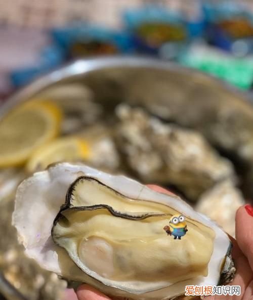 高压锅生蚝要撬开吗,高压锅煮生蚝煮熟自动开