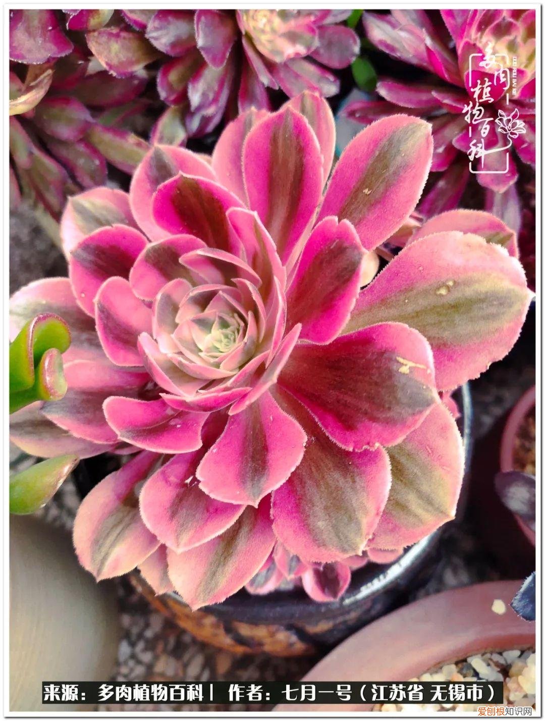 琴丝竹的养殖方法和注意事项