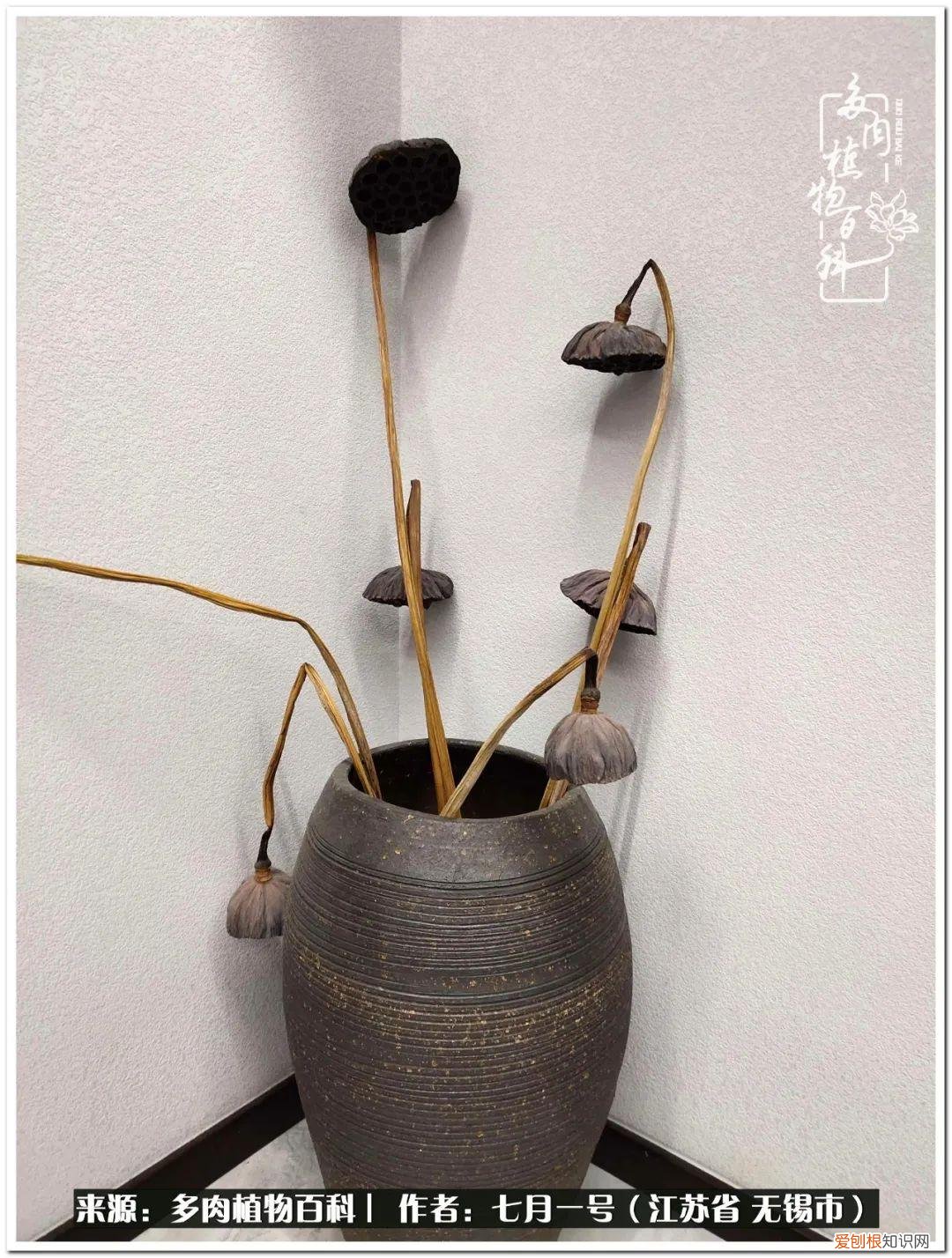 琴丝竹的养殖方法和注意事项