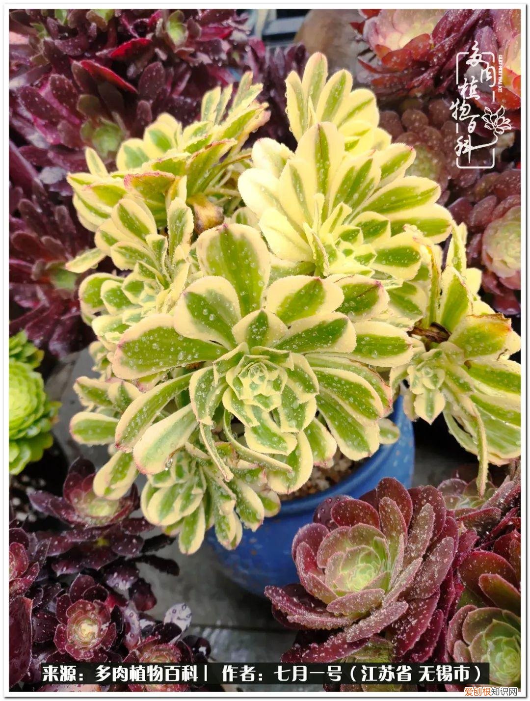 琴丝竹的养殖方法和注意事项