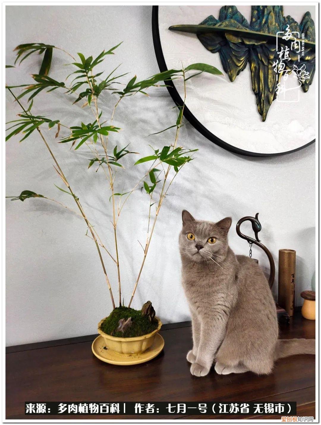 琴丝竹的养殖方法和注意事项