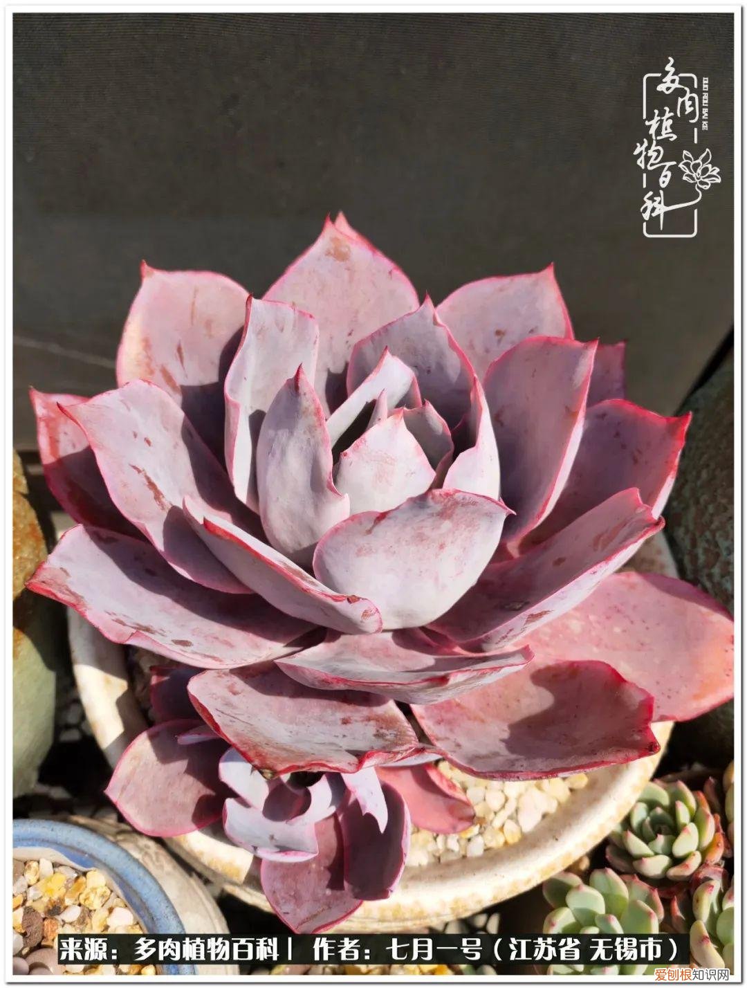 琴丝竹的养殖方法和注意事项