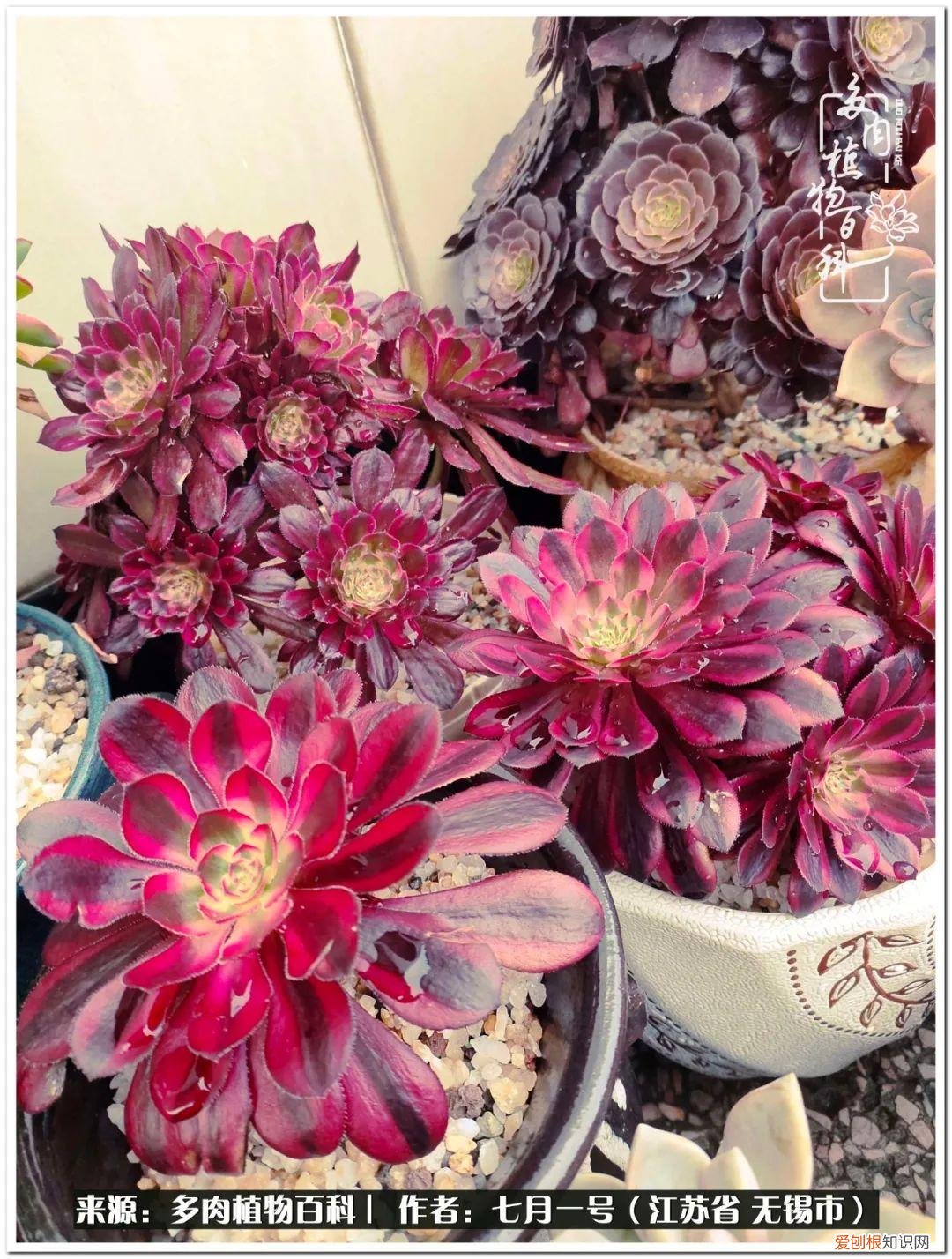 琴丝竹的养殖方法和注意事项