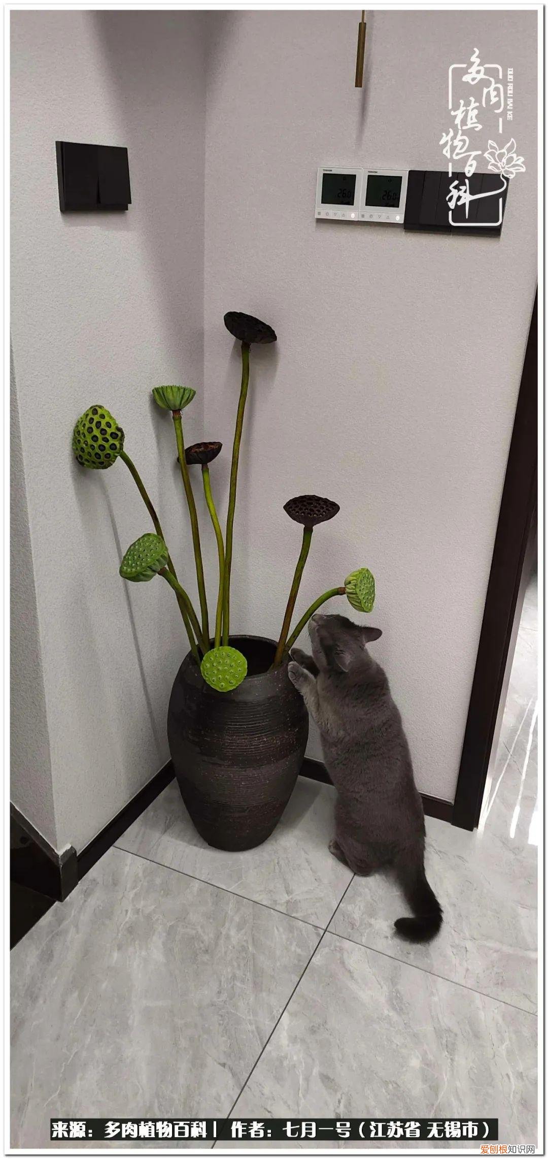 琴丝竹的养殖方法和注意事项