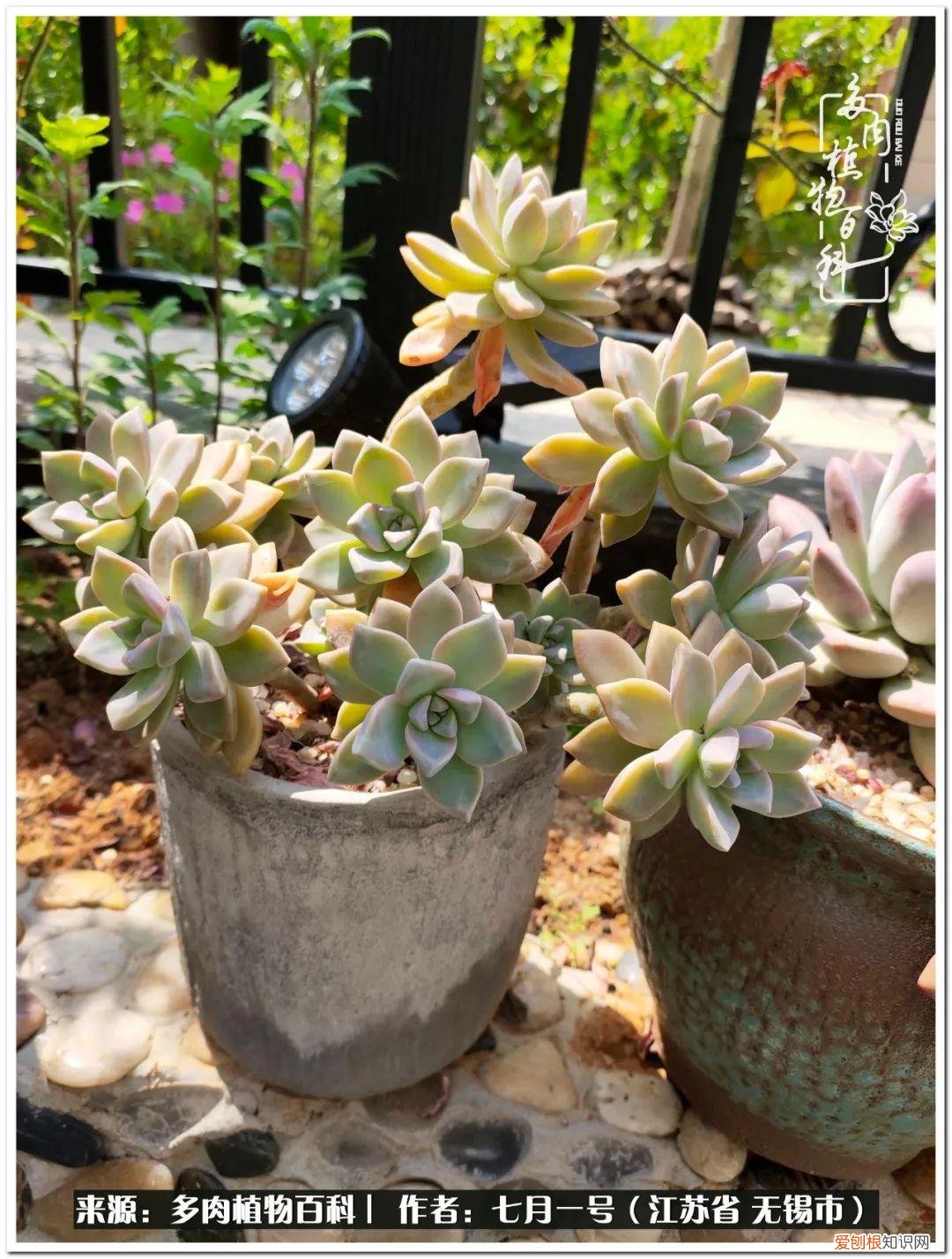 琴丝竹的养殖方法和注意事项