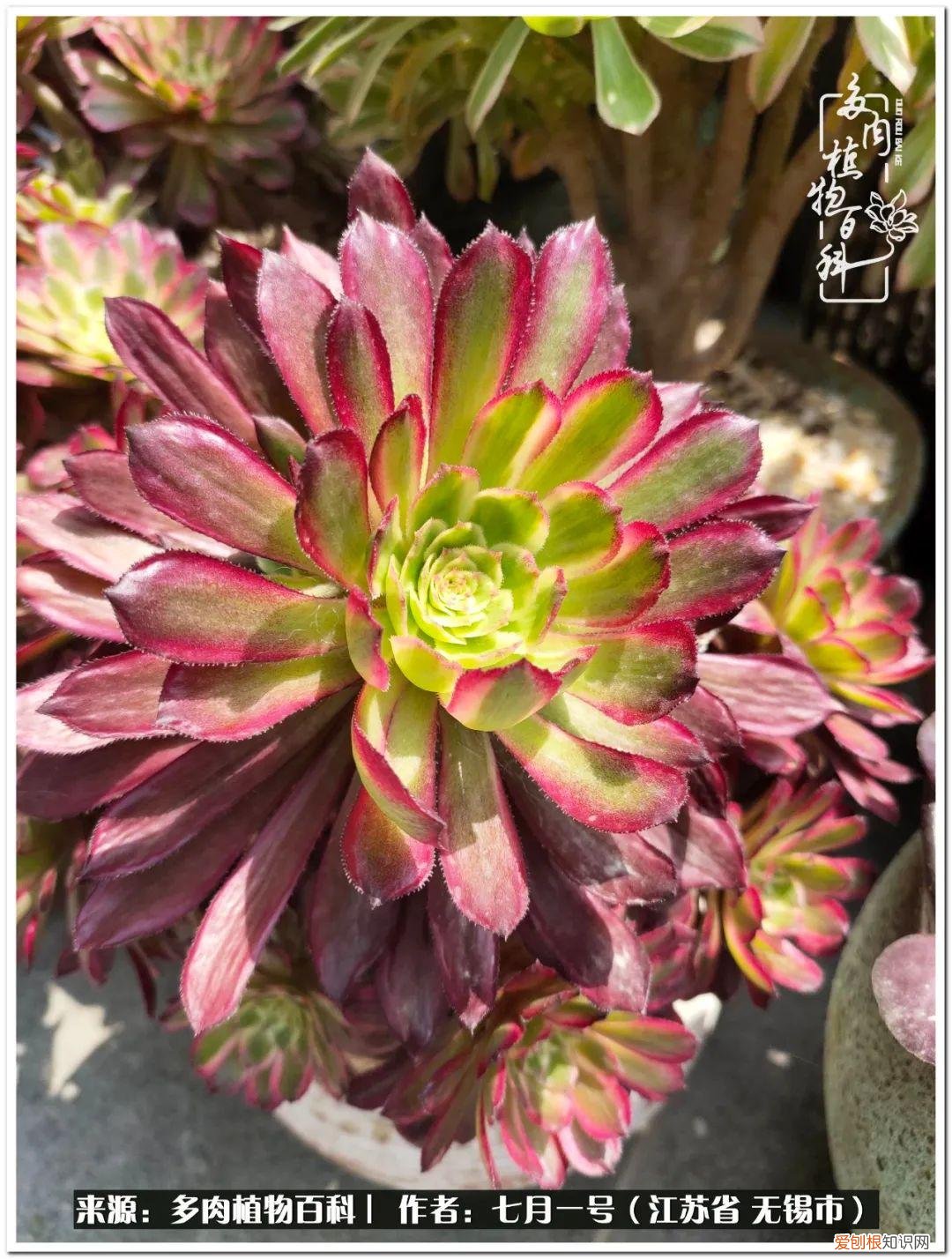 琴丝竹的养殖方法和注意事项